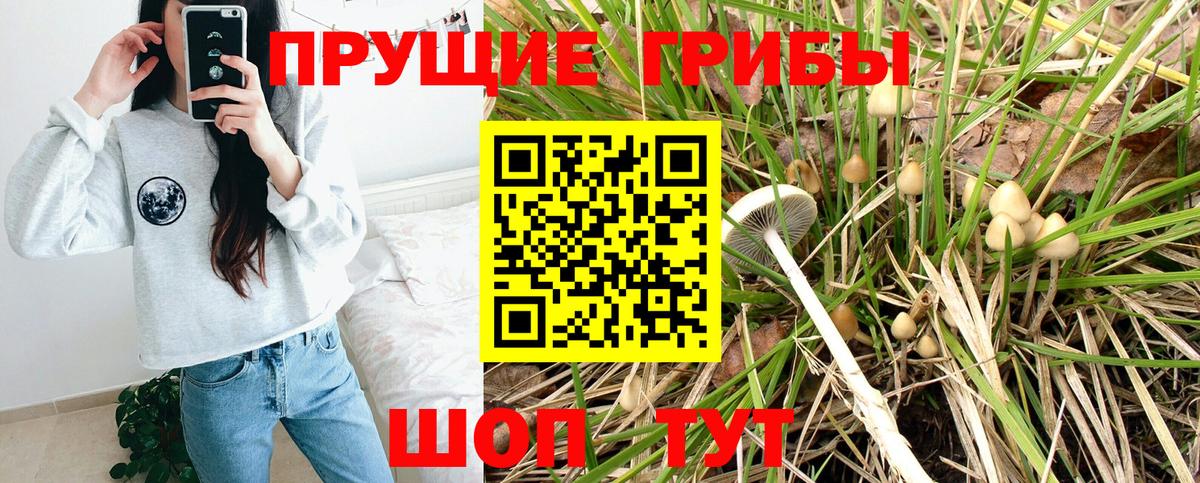 Тельмана  купить наркотик  Вход с VPN  Псилоцибиновые грибы Psilocybine cubensis 